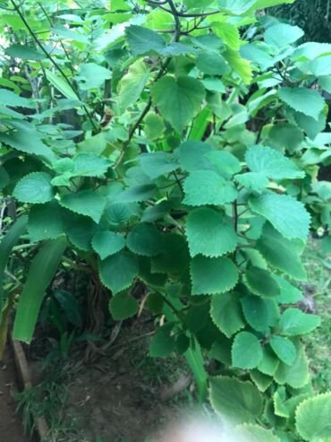 Plantes & remèdes d’antan